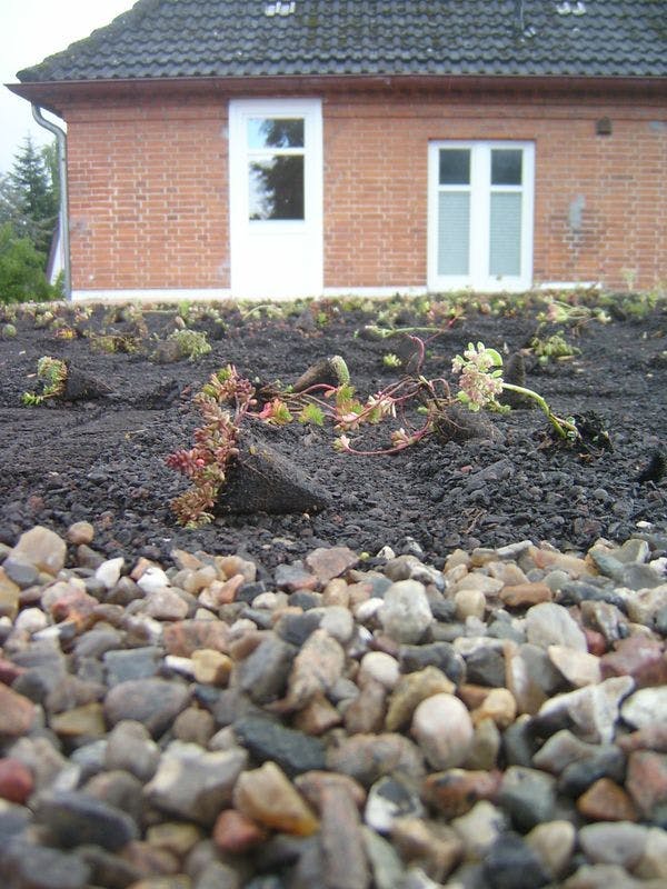 Roof greening