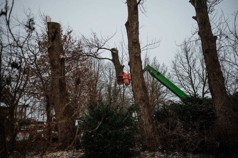 Tree Removal