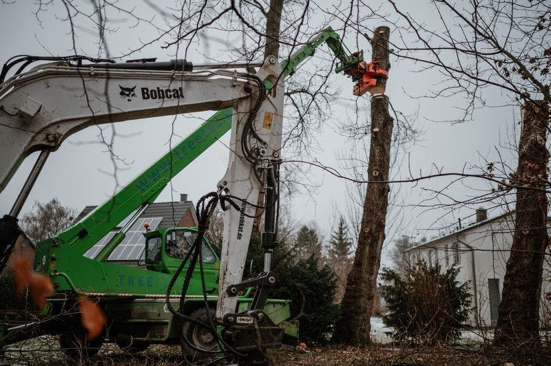 Tree Removal