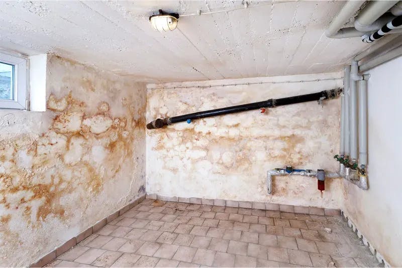 Successful mold remediation of a basement in Pfaffenhofen